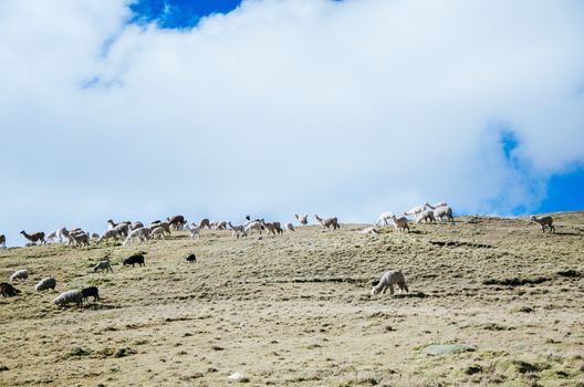 Llamas and sheep in a desert plain