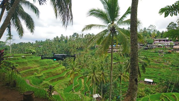 A DJI Mavic drone hovers in the air among palm trees and rice terraces. Green plantations of rice fields, tall palm trees and a quadrocopter shoots video. The process of shooting on the island of Bali