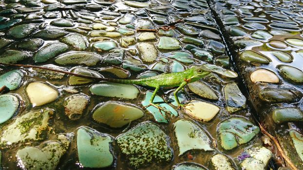 A green lizard with a long tail stands on colored stones. The tail is brown, slightly striped. The lizard looks suspiciously black eyes. Long paws and fingers. Like the iguana from the island of Bali