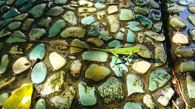 A green lizard with a long tail stands on colored stones. The tail is brown, slightly striped. The lizard looks suspiciously black eyes. Long paws and fingers. Like the iguana from the island of Bali