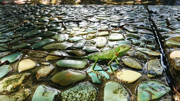 A green lizard with a long tail stands on colored stones. The tail is brown, slightly striped. The lizard looks suspiciously black eyes. Long paws and fingers. Like the iguana from the island of Bali