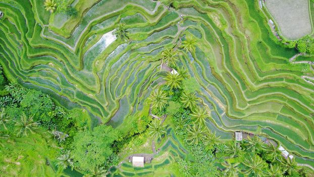 The view of the rice terraces from the air. The sun's rays are reflected in the water. Everything is covered with greenery. There are palm trees and a lot of rice. The hills and cascades of greenery.