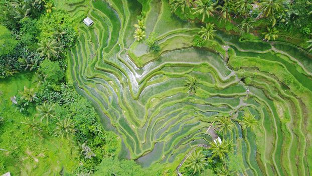 The view of the rice terraces from the air. The sun's rays are reflected in the water. Everything is covered with greenery. There are palm trees and a lot of rice. The hills and cascades of greenery.