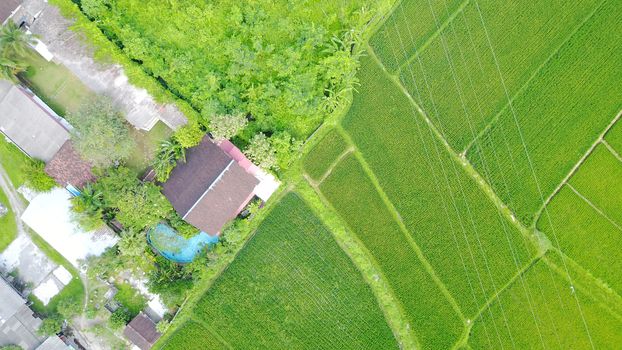 House with a swimming pool in the middle of rice fields. Top view from the throne. Huge green fields and bushes. You can see trails, rooftops, and a swimming pool. Life on the island of Bali.