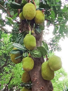 tasty and healthy raw jackfruit stock on tree