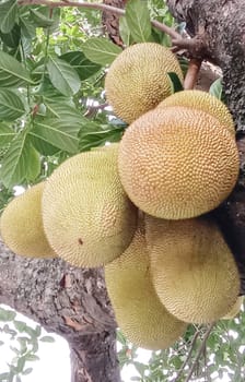 tasty and healthy raw jackfruit stock on tree