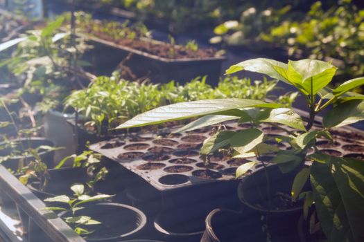 Greenhouse with cultivation of several plants