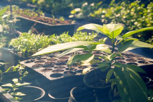 Greenhouse with cultivation of several plants