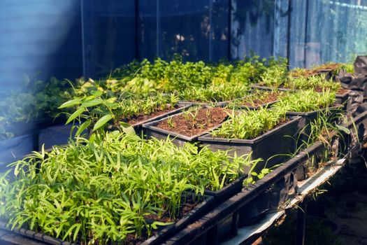 Greenhouse with cultivation of several plants