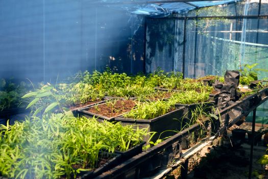 Greenhouse with cultivation of several plants