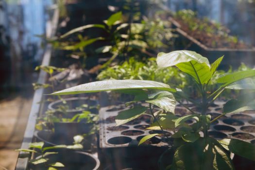 Greenhouse with cultivation of several plants