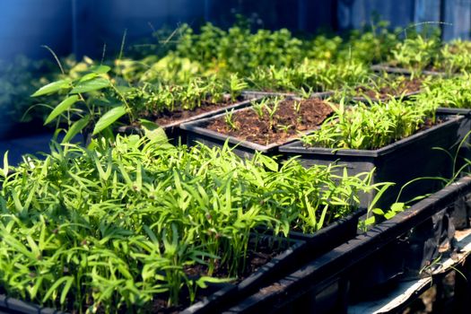 Greenhouse with cultivation of several plants
