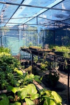 Greenhouse with cultivation of several plants