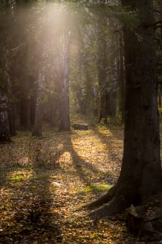 Beautiful autumn forest. A leaffall in the woods. Birches and needles.