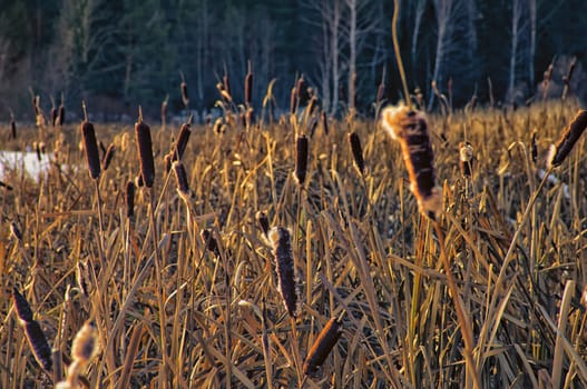 The cornea plant grows on the shore of the reservoir.