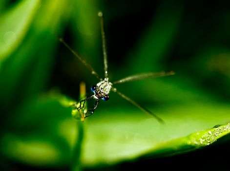 Macro photo of a isotopia insect.
