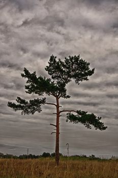 Nature landscape is forest and grass. Beautiful landscape.