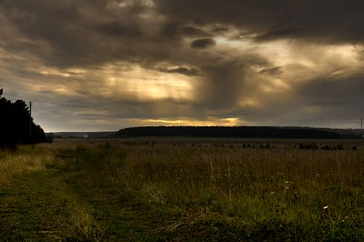 Nature landscape is forest and grass. Beautiful landscape.