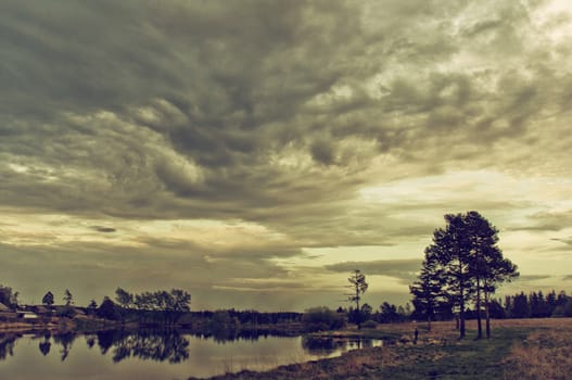Nature landscape is forest and grass. Beautiful landscape.