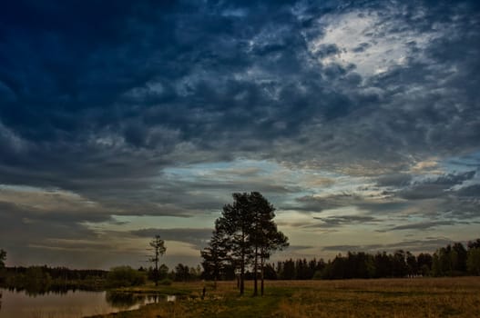 Nature landscape is forest and grass. Beautiful landscape.