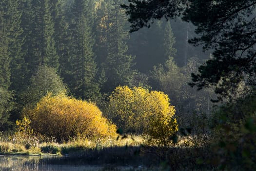 Nature landscape is forest and grass. Beautiful landscape.