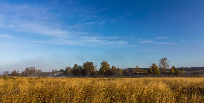 Nature landscape is forest and grass. Beautiful landscape.