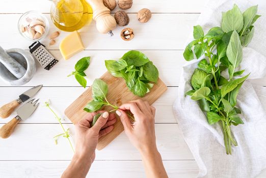 Italian Cuisine. Step by step cooking italian pesto sauce. Step 2 - separating basil leaves from stems