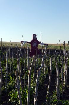 garden scarecrow in a garden, scarecrow made of human clothing,