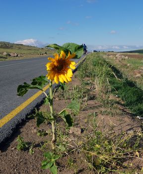 a sunflower plant and flower on the asphalt roadside, a sunflower plant on the roadside,