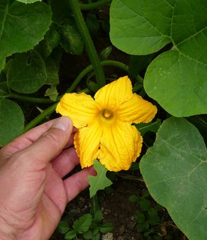 yellow flower of cucumber plant in a garden,