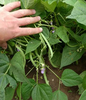 fresh green bean cultivation, flower of bean plant and bean fruits