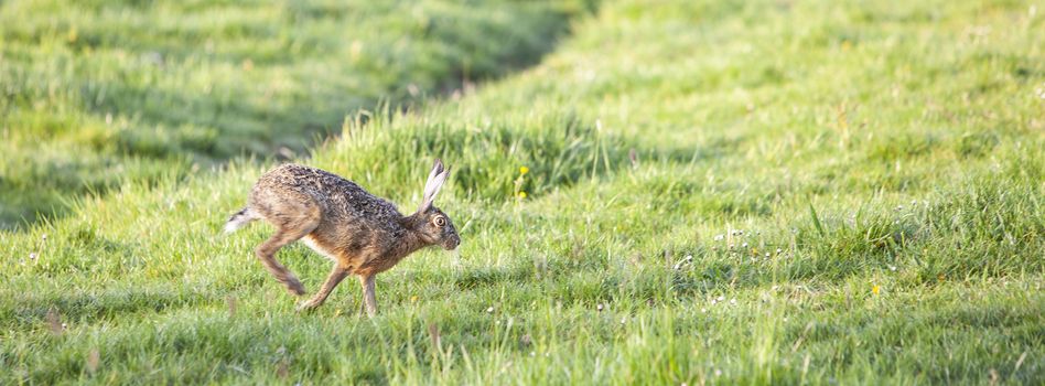 hare moves in green grassy spring meadow in the netherlands