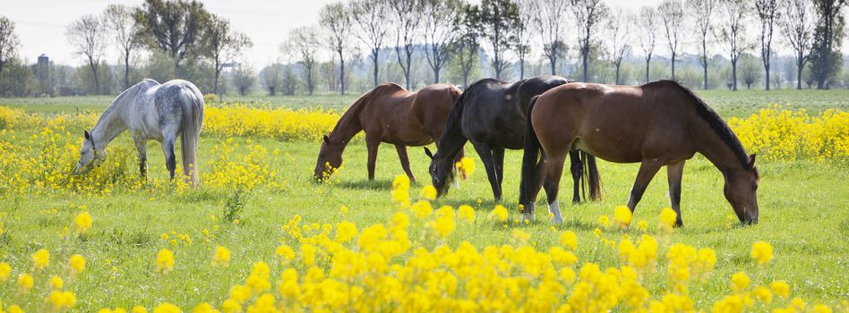 several horses grazing in green meadow with yellow rapeseed flowers in spring