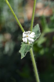 Unusual campion - Latin name - Silene paradoxa