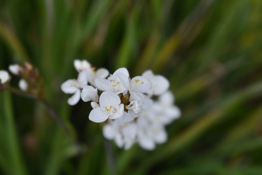 New Zealand satin flower - Latin name - Libertia grandiflora (Libertia chilensis)