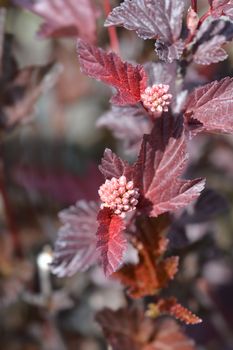 Ninebark branch - Latin name - Physocarpus opulifolius