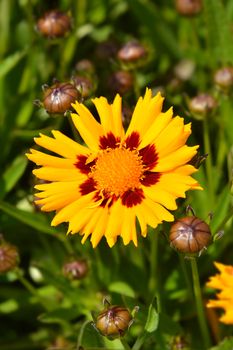 Large-flowered Tickseed flower - Latin name - Coreopsis grandiflora