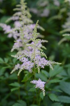 Chinese astilbe pink flower - Latin name - Astilbe chinensis (Astilbe rubra)