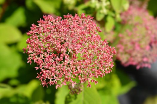 Smooth hydrangea Pink Annabelle flowers - Latin name - Hydrangea arborescens Pink Annabelle