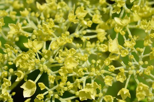 Smooth hydrangea Strong Annabelle flowers - Latin name - Hydrangea arborescens Strong Annabelle