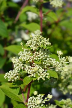 Paniculate hydrangea Wims Red flower buds - Latin name - Hydrangea paniculata Wims Red 