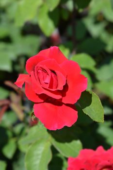 Rose Oklahoma red flower - Latin name - Rosa Oklahoma