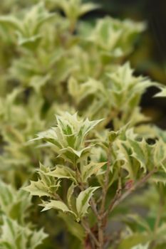 Holly osmanthus Variegatus leaves - Latin name - Osmanthus heterophyllus Variegatus