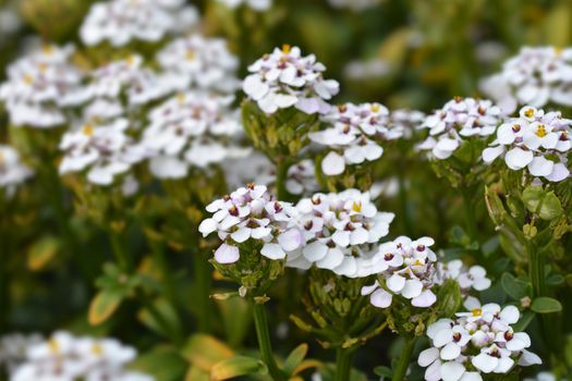 Evergreen candytuft  - Latin name - Iberis sempervirens