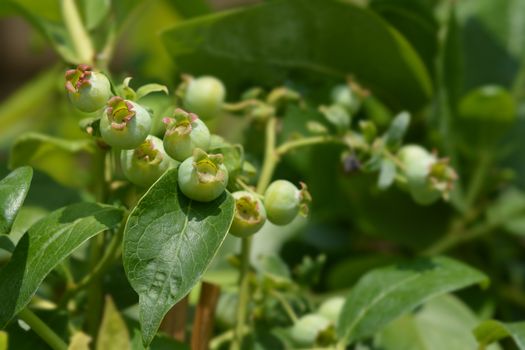 Blueberry Jersey - Latin name - Vaccinum corymbosum Jersey