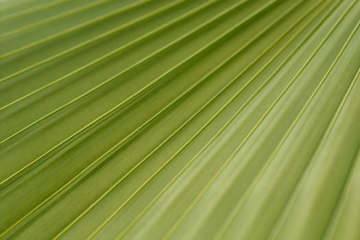 Australian fan palm leaf detail - Latin name - Livistona australis