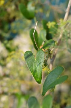 Common smilax leaves - Latin name - Smilax aspera