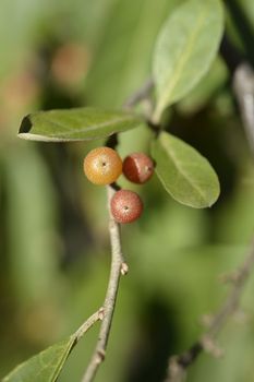 Autumn olive branch - Latin name - Elaeagnus umbellata