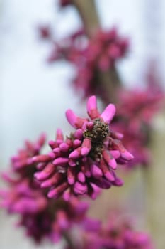 Chinese redbud Avondale - Latin name - Cercis chinensis Avondale