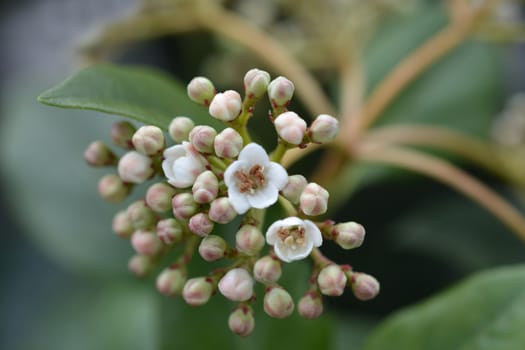 Laurustinus - Latin name - Viburnum tinus